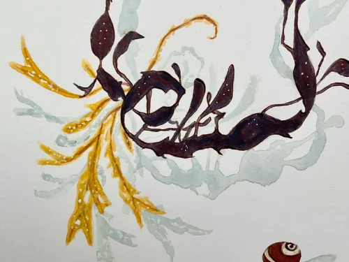 Chesil beach sea dragon